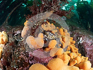 Velvet swimming crab, Necora puber. Farne Islands, East coast, England