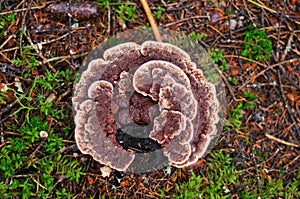 Velvet-top fungus