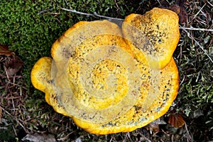 Velvet-top fungus, topview