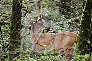 Velvet Whitetail Deer Buck in Cades Cove GSMNP