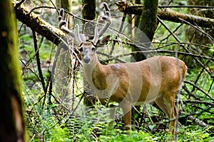 Velvet Whitetail Deer Buck in Cades Cove GSMNP