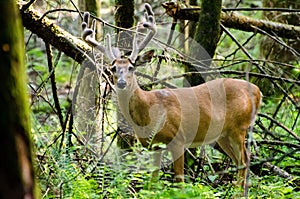 Velvet Whitetail Deer Buck in Cades Cove GSMNP photo