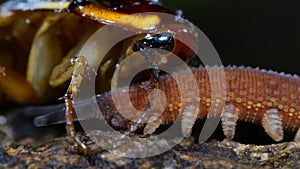 Velvet Worm feeding on a cockroach in the rainforest