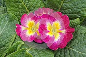 Velvet and yellow garden primula flower