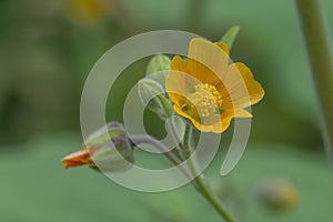 Chinese jute Abutilon theophrasti, a yellow flower