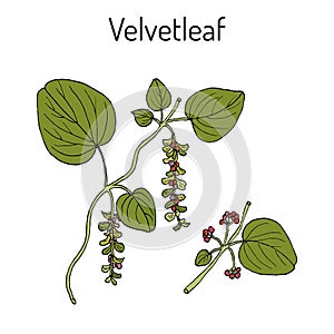 Velvetleaf Cissampelos pareira , medicinal plant