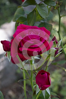 Velvety Crimson glory rose in bloom, surrounded by smaller buds, large and deep red flower with purple tints