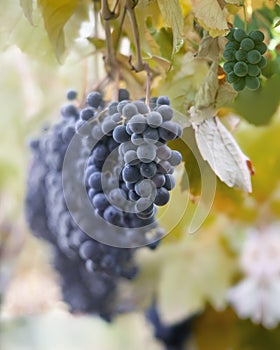 Velvety dark grapes