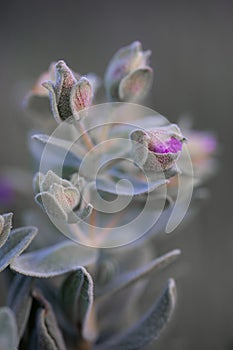Velvety Purple Blossoms Amidst Silvery Leaves photo