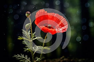Velvety Red poppy flower. Generate Ai photo