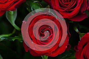 Velvety red roses with water drops and green leaves as a background