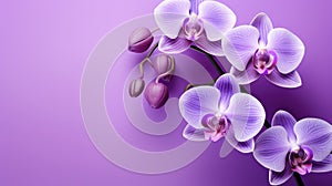 velvety solid background purple photo