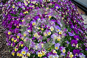 Velvety Viola sugarplum annuals in a garden bed in the spring