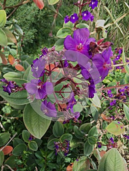 The velvety Violet, Viola, is a purely purple symbol for nonviolence, 1.