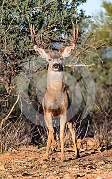 Venado Bura del desierto de sonora