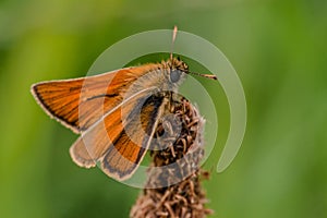 Venata moth