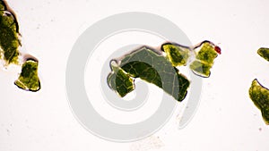 Venation pattern, like islets of life