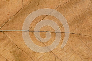 Venation patterns of dry leaf