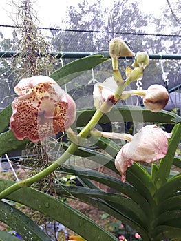 Venda orchid flowers beauty photo