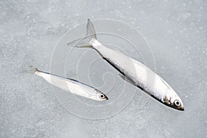 Vendace fish, freshwater whitefish on the ice
