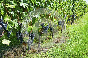 Vendage Grapes about to be picked