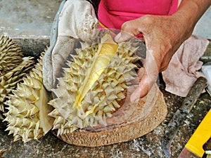 The vendor peeled the durian hard, thick and with sharp spikes.