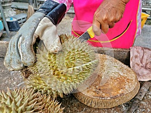 The vendor peeled the durian hard, thick and with sharp spikes.