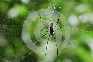 A venemous spider in his web