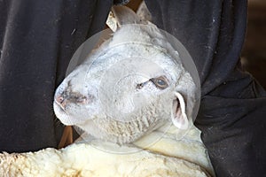 Venerable sheep shearer holding a ewe in a Connecticut barn