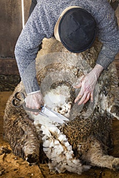 Venerable sheep shearer using hand tools in a Connecticut barn