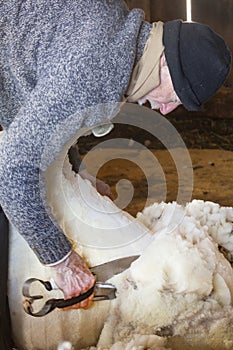 Venerable sheep shearer using hand tools in a Connecticut barn photo