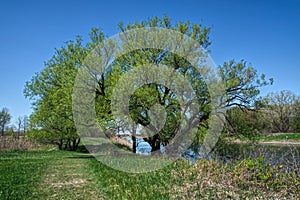 Venerable tree at Boucherville Islands Park