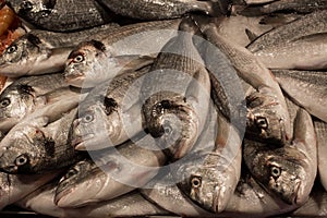 Venetian fish market - dorados. The Rialto fish market is locate