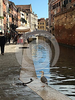 Bird people river bridge  water