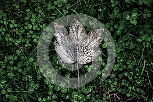 Autumn leaf in the grass