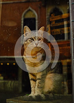 The venezian cat - veneziana di gatto photo