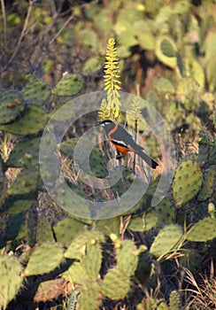 Venezualan Troupial Perched on Flowering Aloe Plant