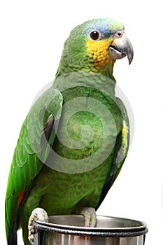 Venezuela Amazon parrot on white