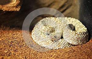 Venezuela rattle snake ( crotalus vegrandis ) photo