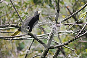 Venezuelan Bird Conoto