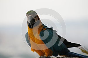 Venezuelan Guacamaya Bird photo