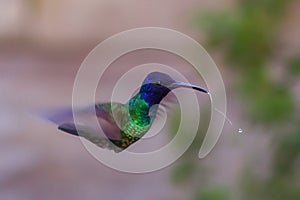 Venezuelan hummingbirds have beautiful colors and a great variety of species, they are also called tucusito or hummingbird. photo