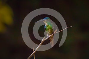 Venezuelan hummingbirds photo