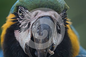 Venezuelan macaws