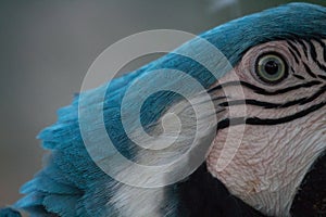 Venezuelan macaws
