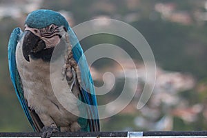 Venezuelan macaws