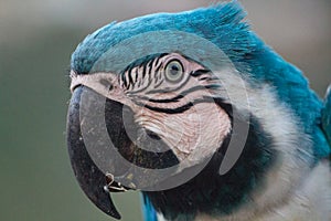 Venezuelan macaws photo