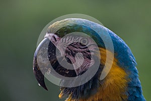 Venezuelan macaws photo