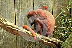 Venezuelan red howler