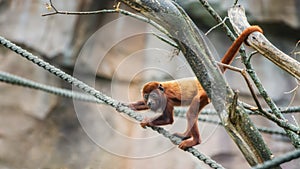 Venezuelan Red Howler, a monkey with long, prehensile tail